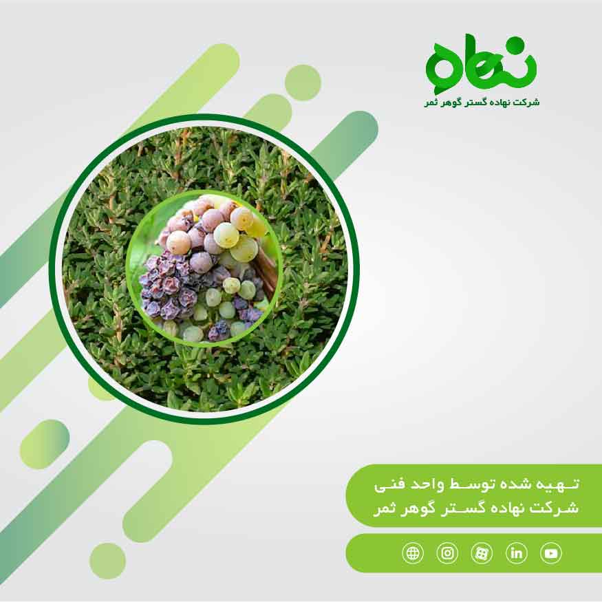 Antifungal effects of vegetable oils including Carvacrol and Thymol